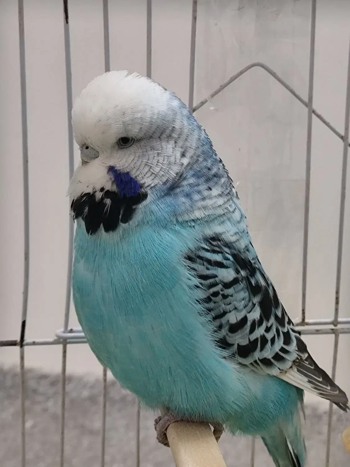 مرغ عشق انگلیسی ماده|پرنده|بابلسر, |دیوار