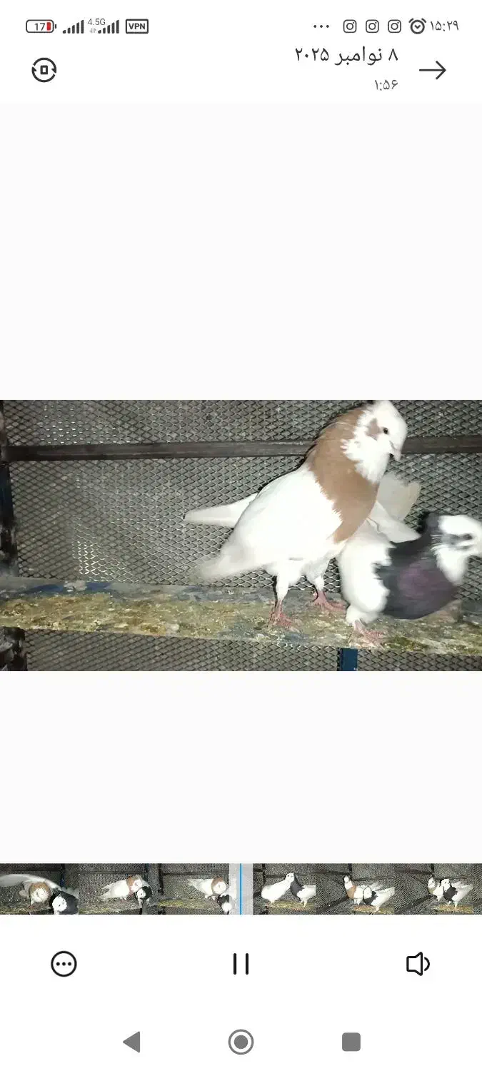 کبوتر رنگی|پرنده|خفر, |دیوار