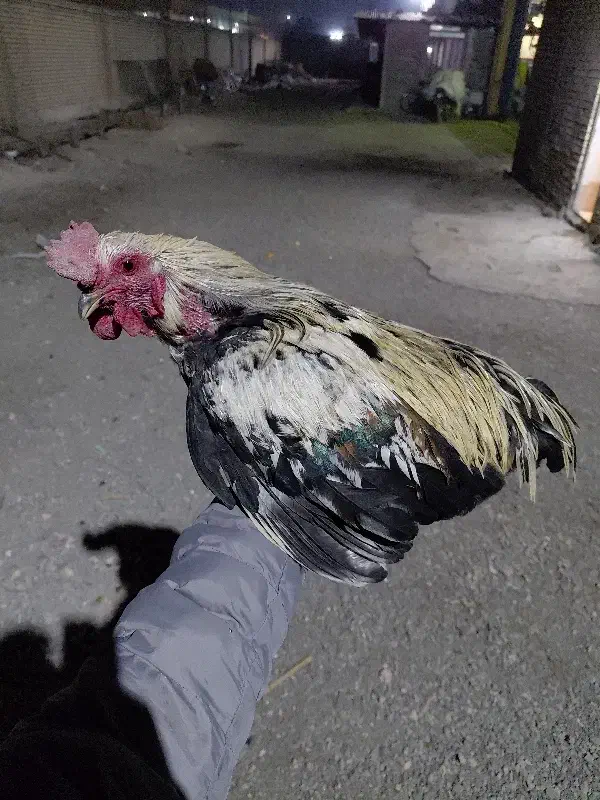 خروس نژاد گلین جوجه های امسال|حیوانات مزرعه|رباطکریم, شهرک صنعتی سبلان|دیوار