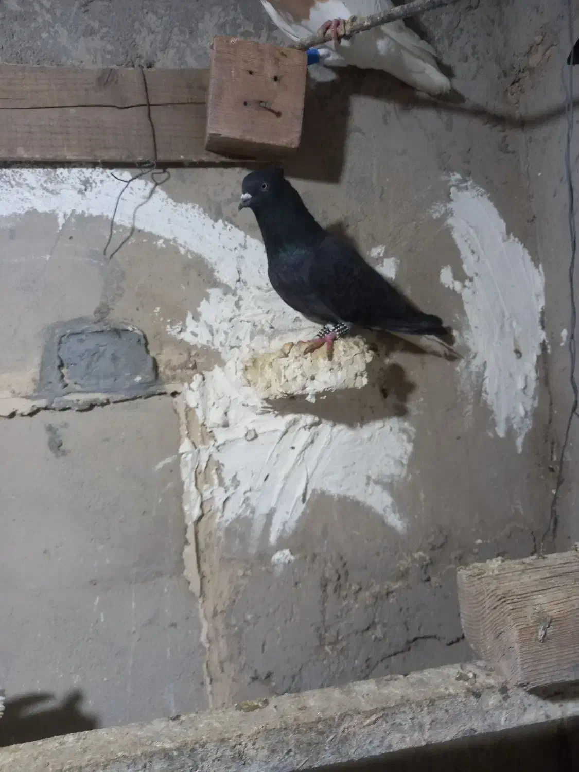 اشعل|پرنده|باوی, |دیوار