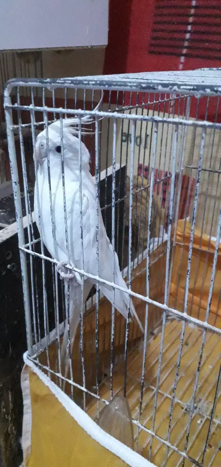 عروس هلندی|پرنده|سیرجان, |دیوار