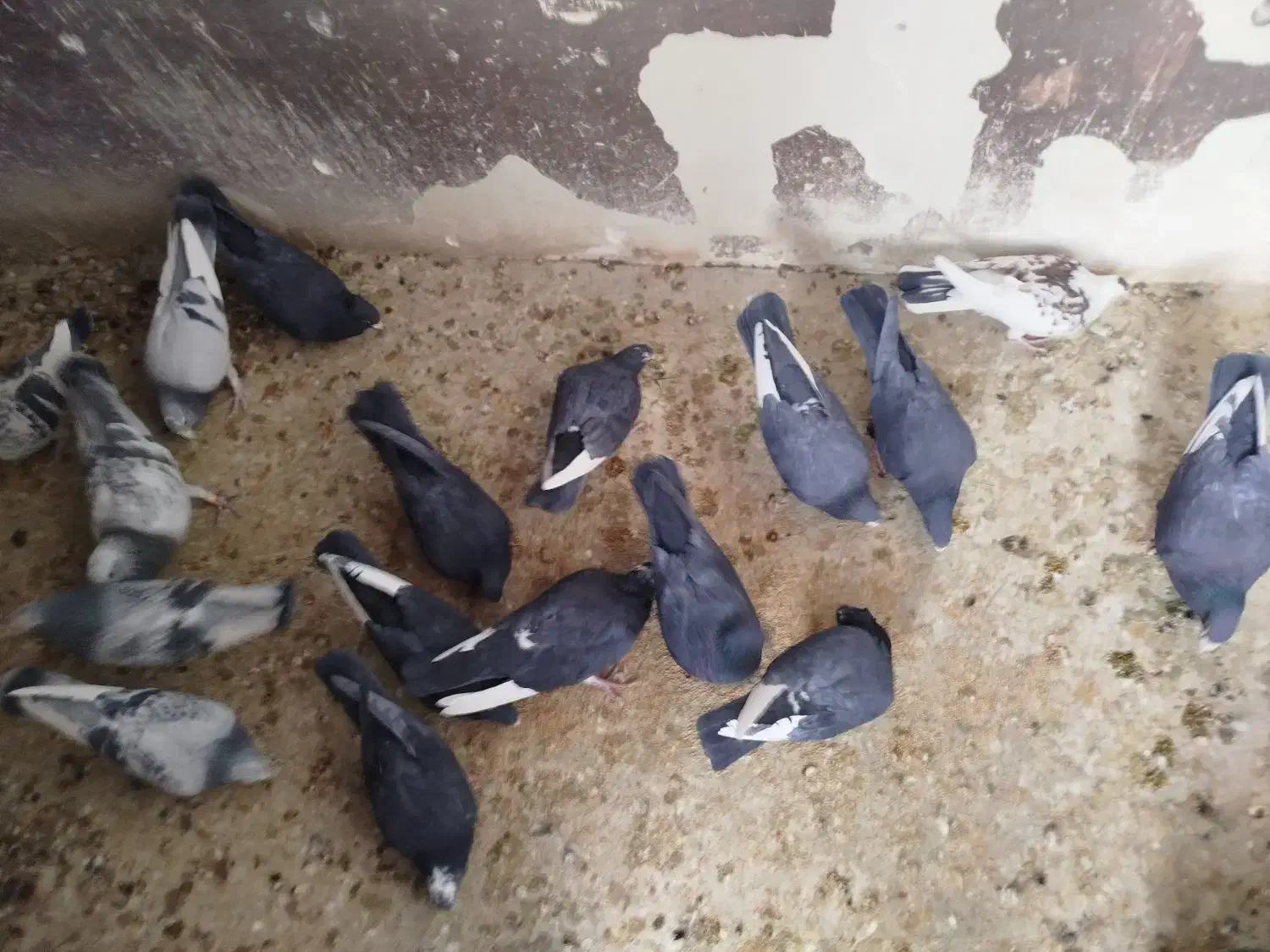 کبوتر سوراخ|پرنده|کرمان, |دیوار