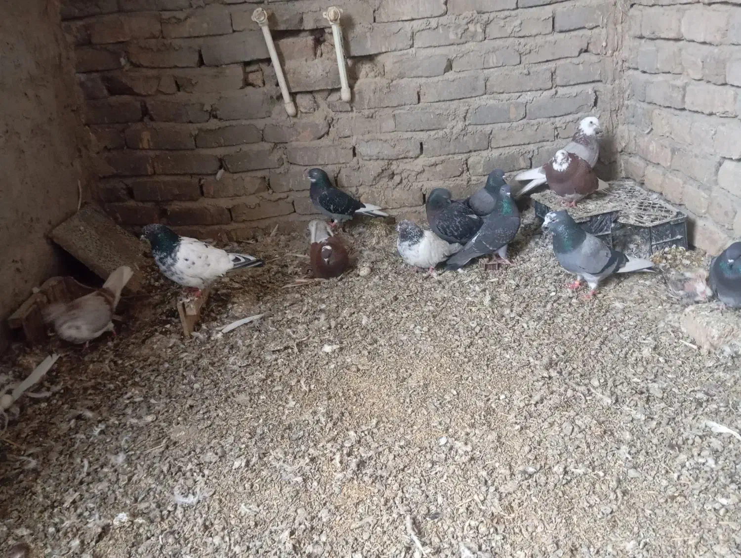 کبوتر|پرنده|جوکار, |دیوار