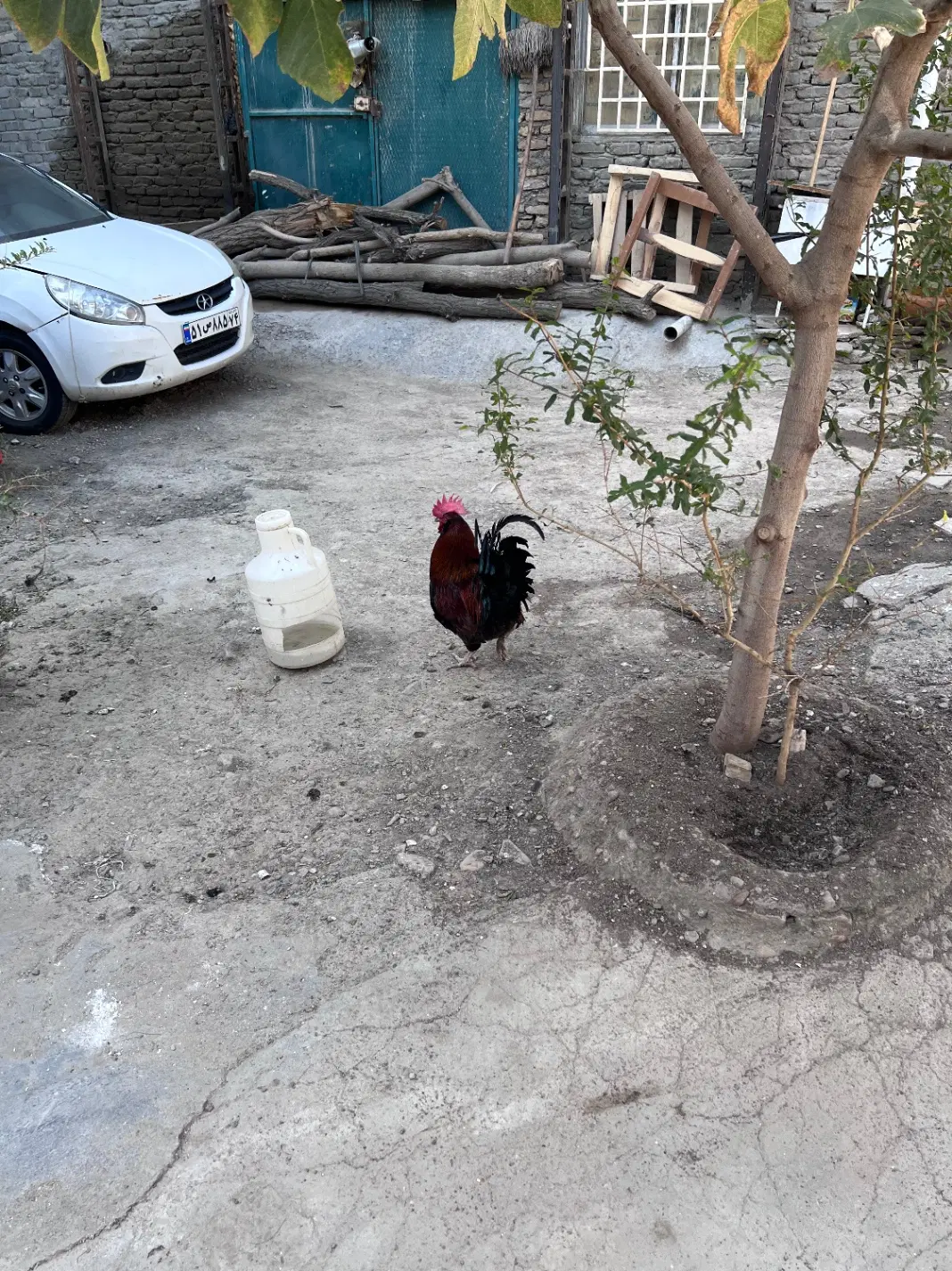 خروس|حیوانات مزرعه|مشهد, رباط طرق|دیوار