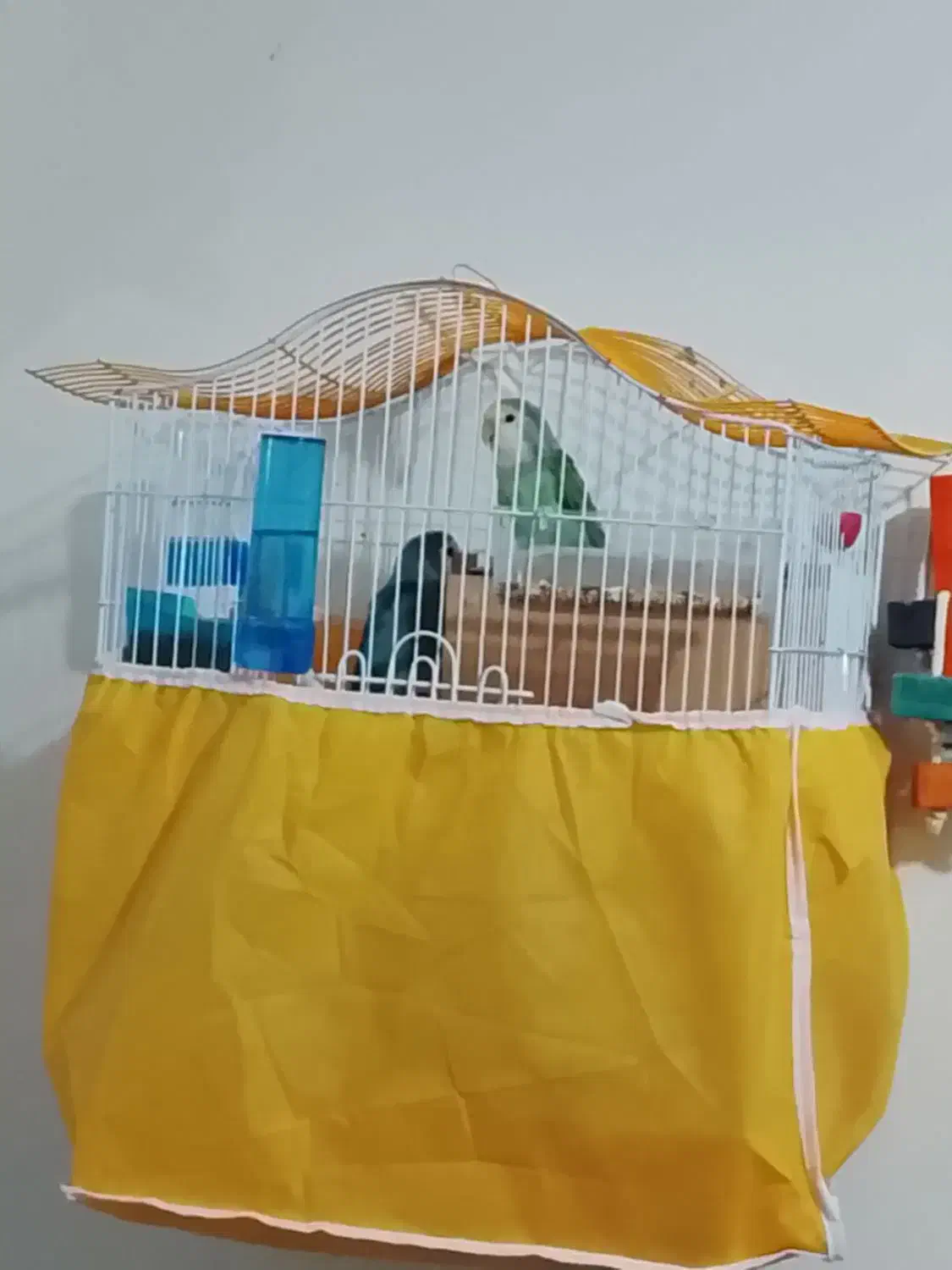 یه جفت طوطی برزیلی|پرنده|خمینیشهر, |دیوار