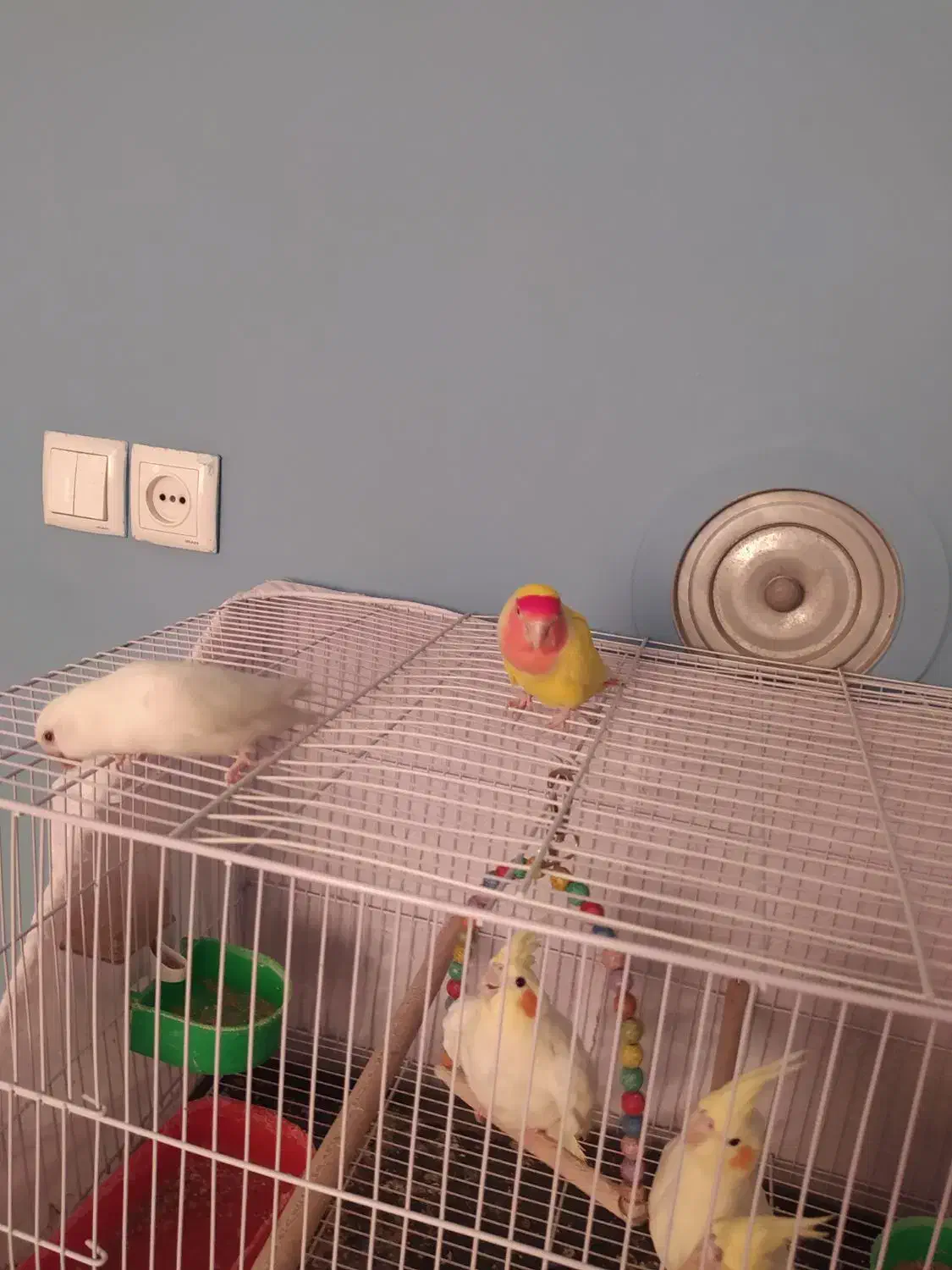 قفس|لوازم جانبی حیوانات|طرقبه, |دیوار