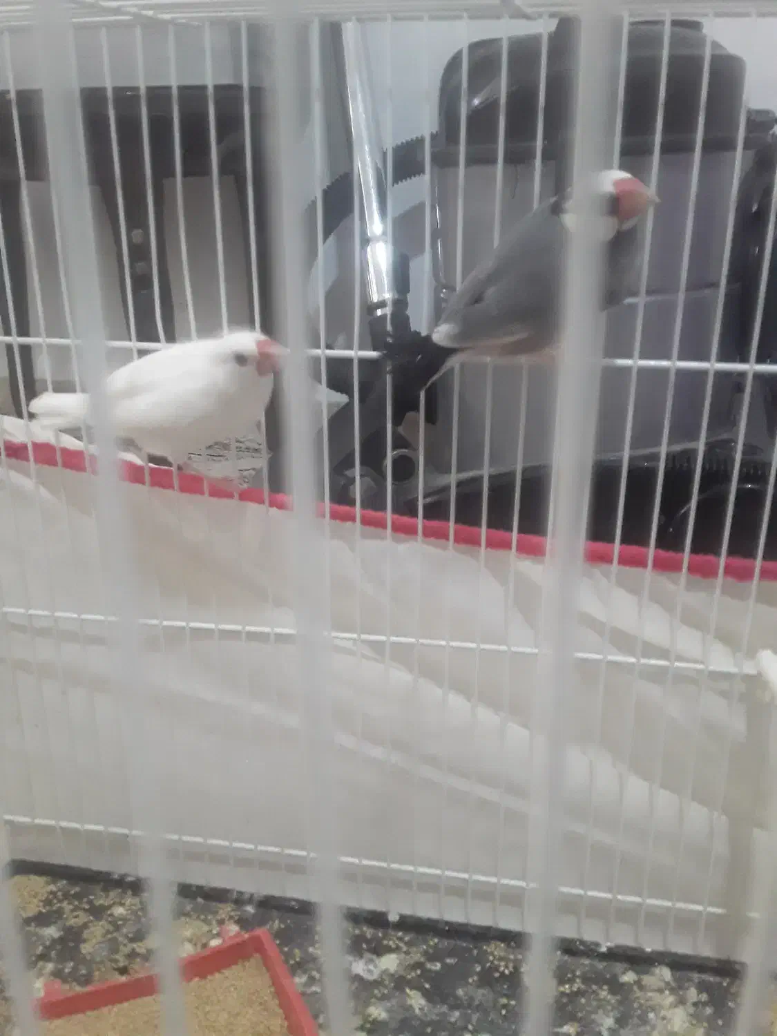 فنچ نرگسی مولد|پرنده|کاشمر, |دیوار