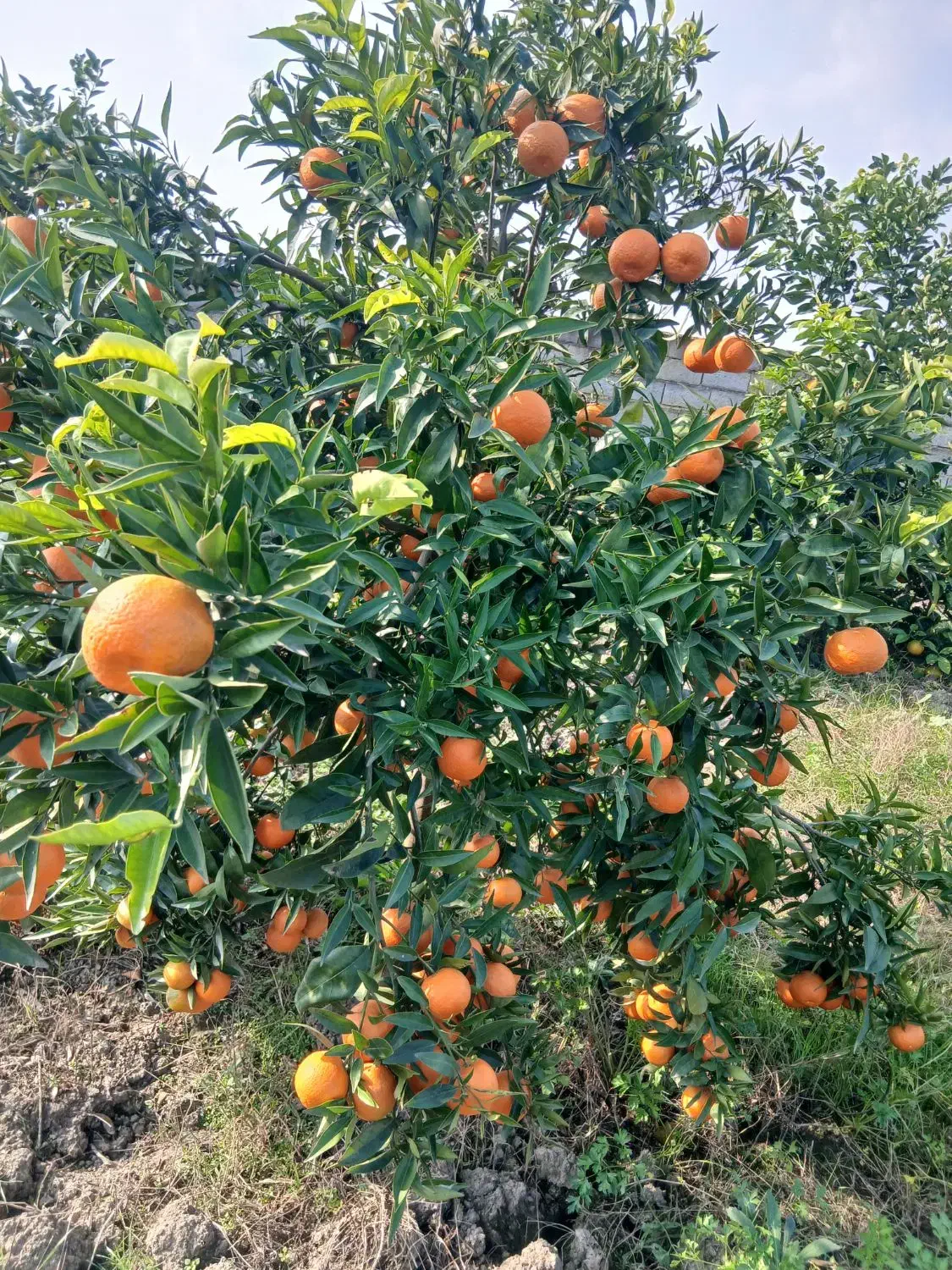 فروش مرکبات|خوردنی و آشامیدنی|گتاب, |دیوار