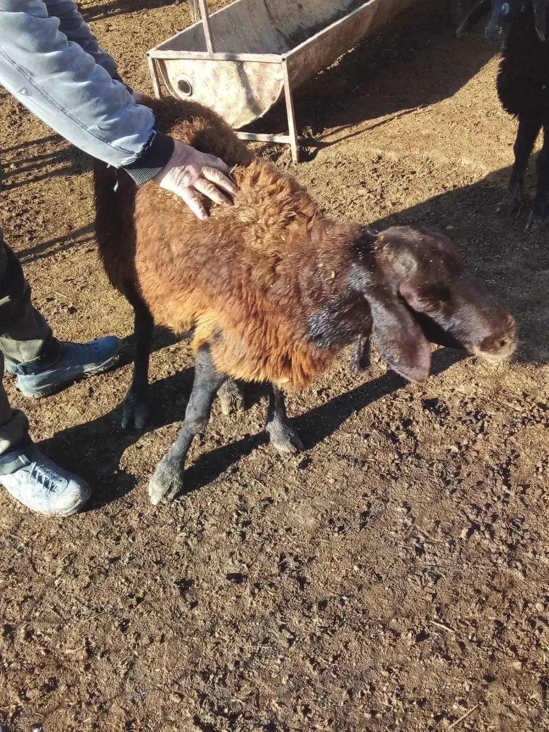 فروش گوسفند ماده|حیوانات مزرعه|محمدبار, |دیوار