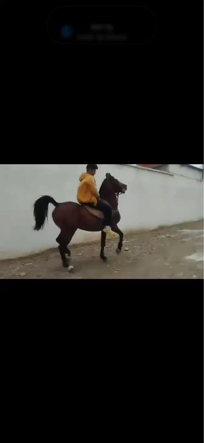 اسب جفت زن|اسب و تجهیزات اسب‌سواری|سنندج, |دیوار