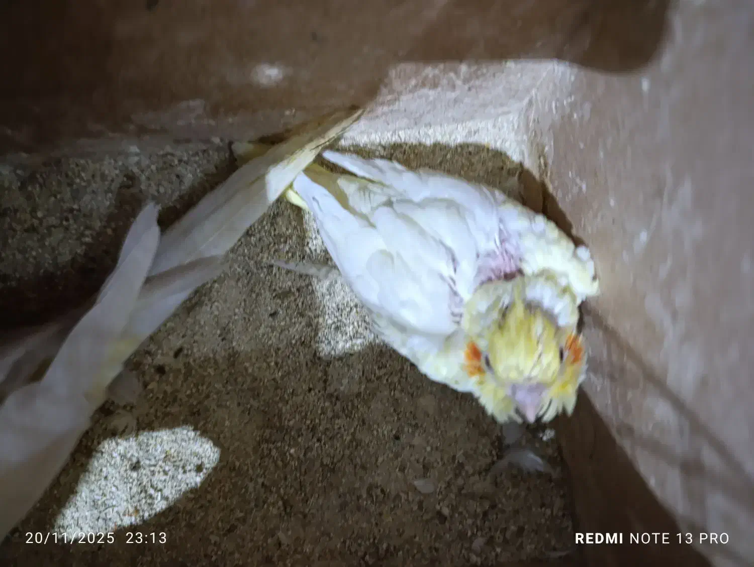 عروس هلندی سرلاکی لوتینو|پرنده|شادگان, |دیوار