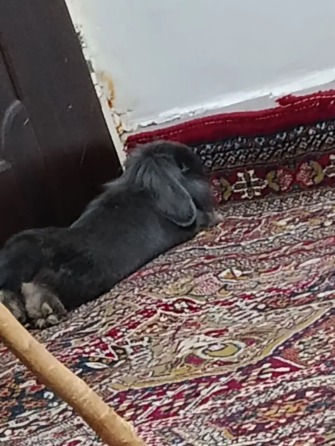 خرگوش لوپ|موش و خرگوش|زرند, |دیوار