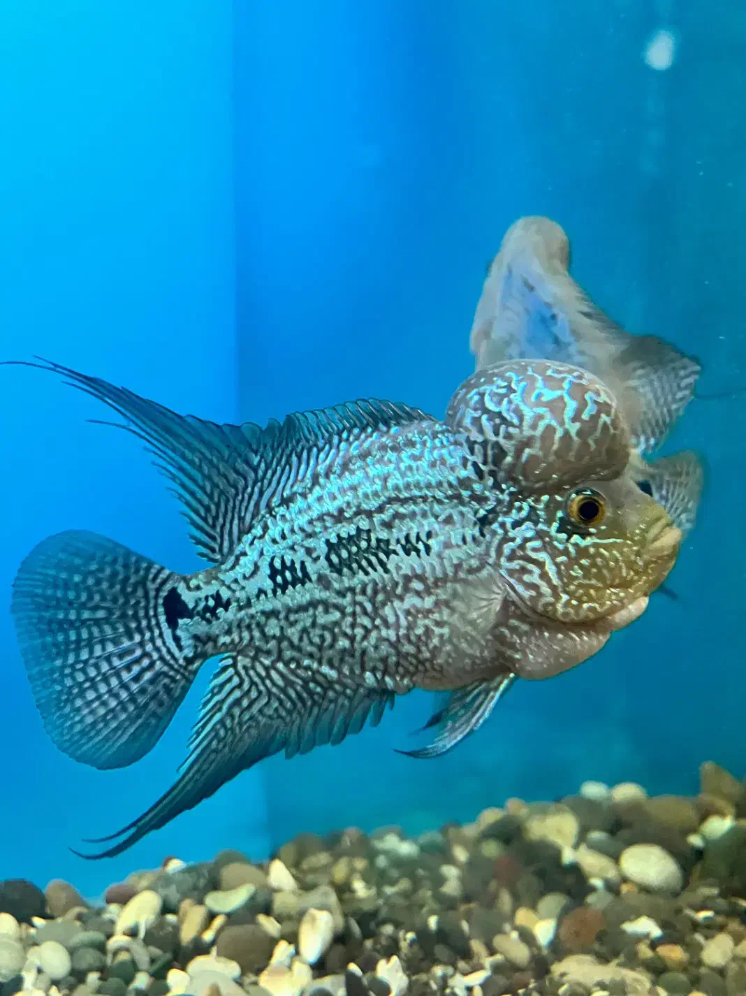 فلاور|ماهی|نسیمشهر, |دیوار