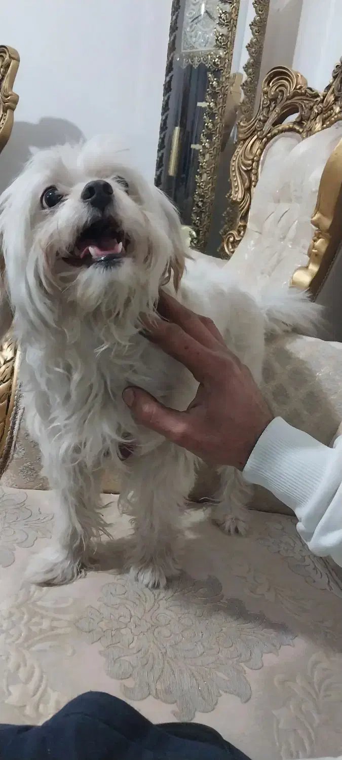 سگ مارتینز|سگ|نسیمشهر, |دیوار