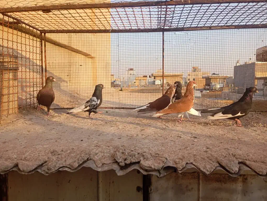 فروش کبوتر|پرنده|شیراز, امام حسین|دیوار