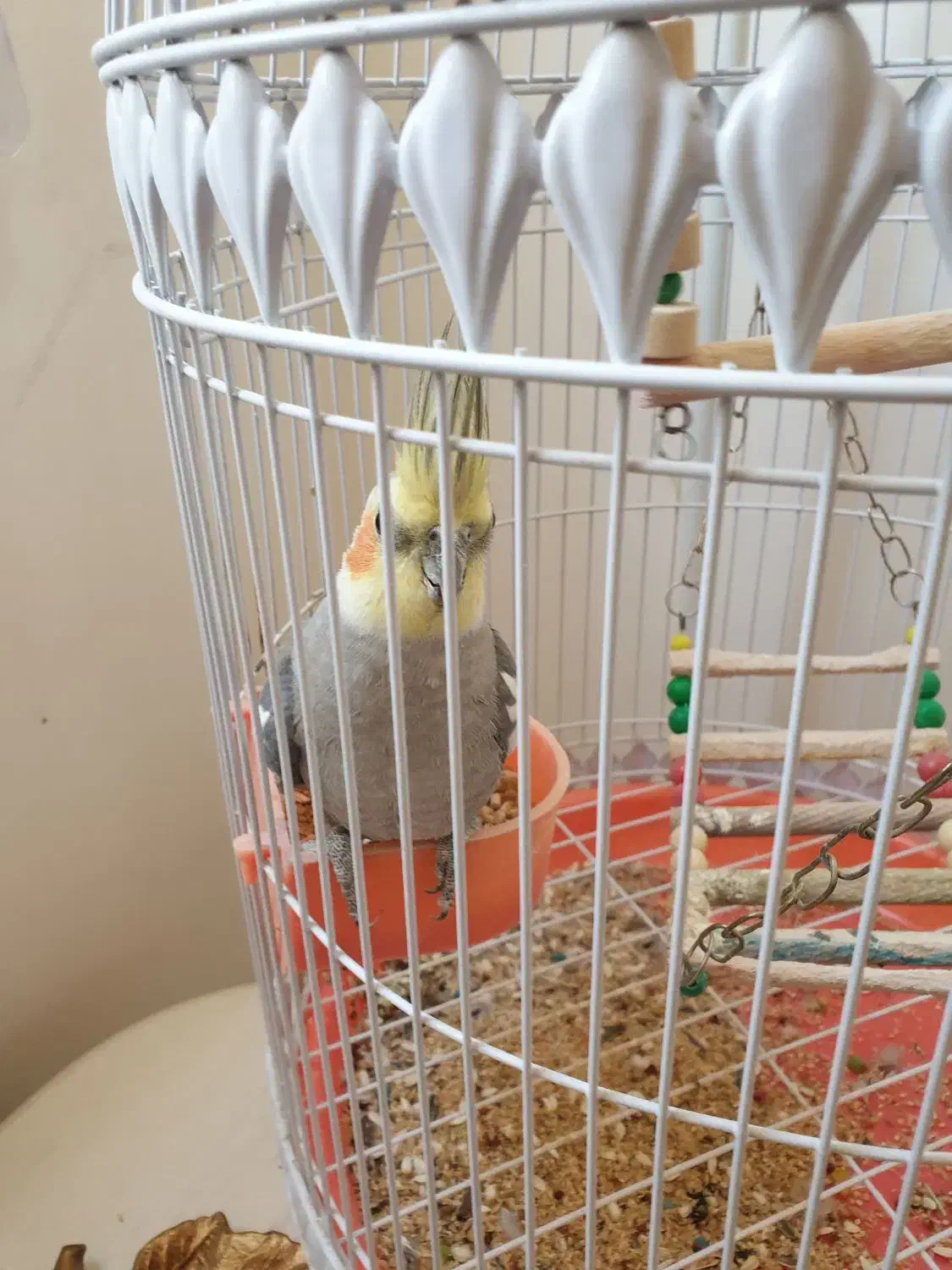 عروس هلندی|پرنده|مشهد, رضاییه|دیوار