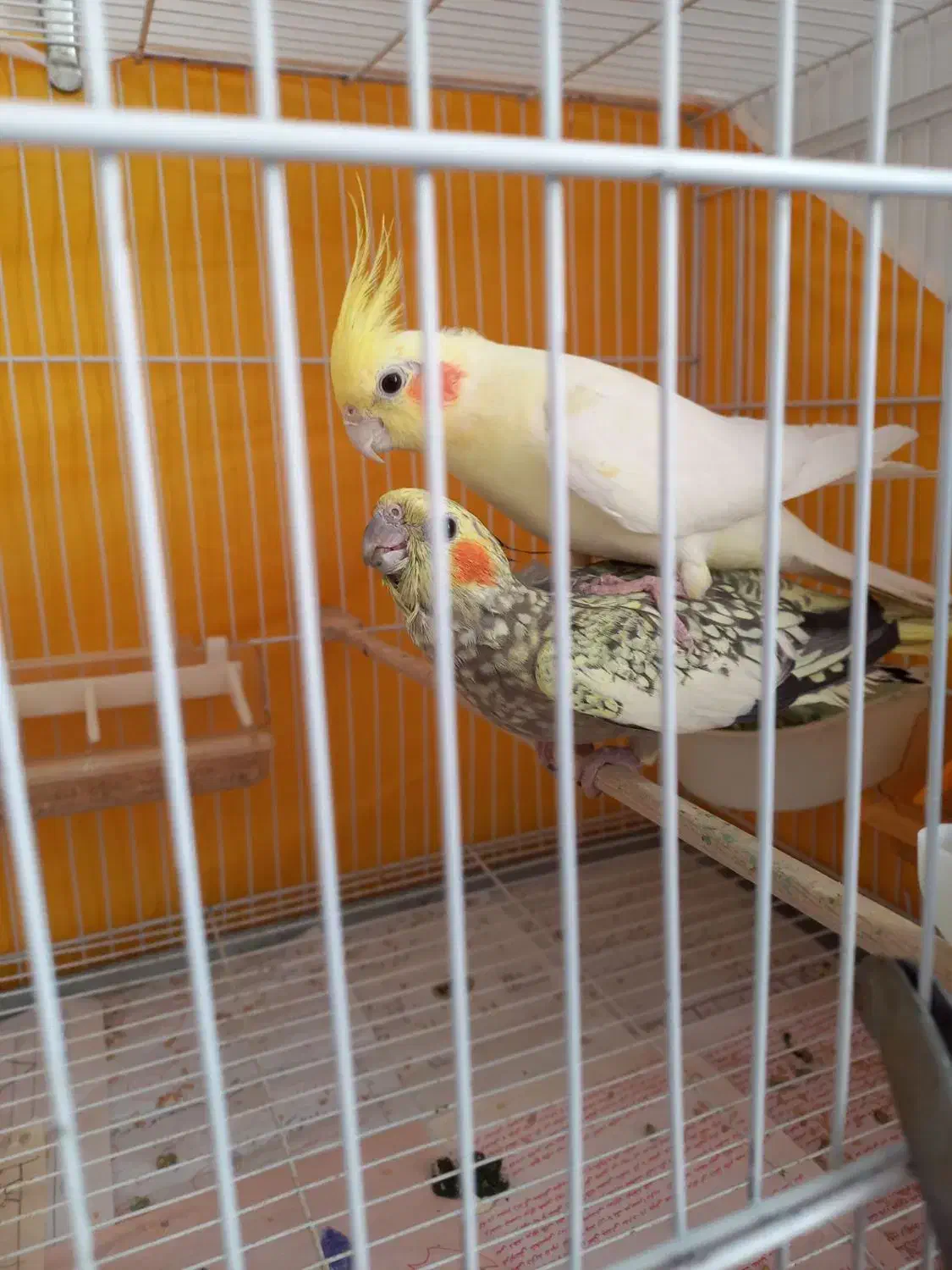 عروس هلندی مولد تضمینی|پرنده|بجنورد, |دیوار