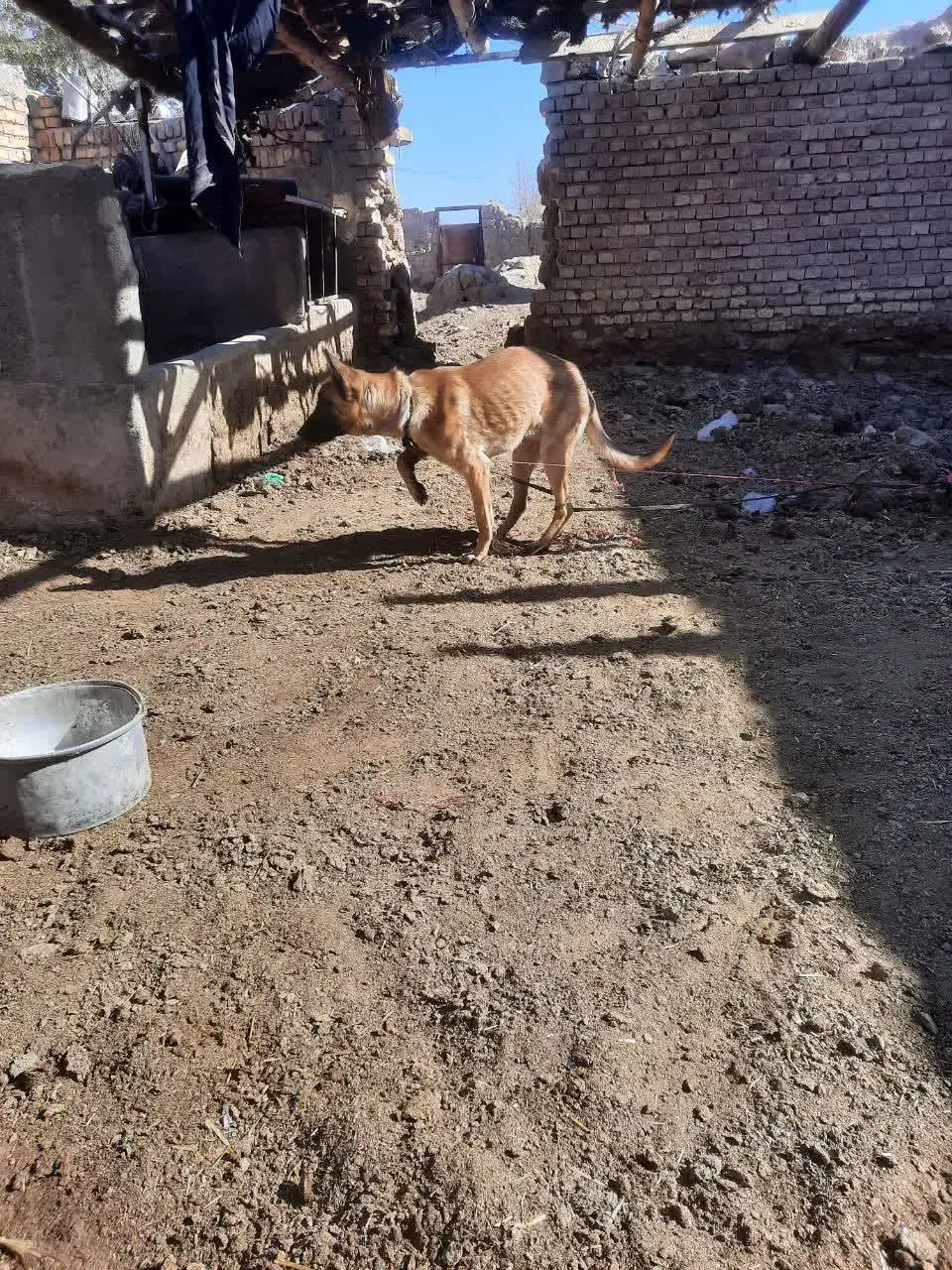 سگ مالینویز|سگ|خوسف, |دیوار