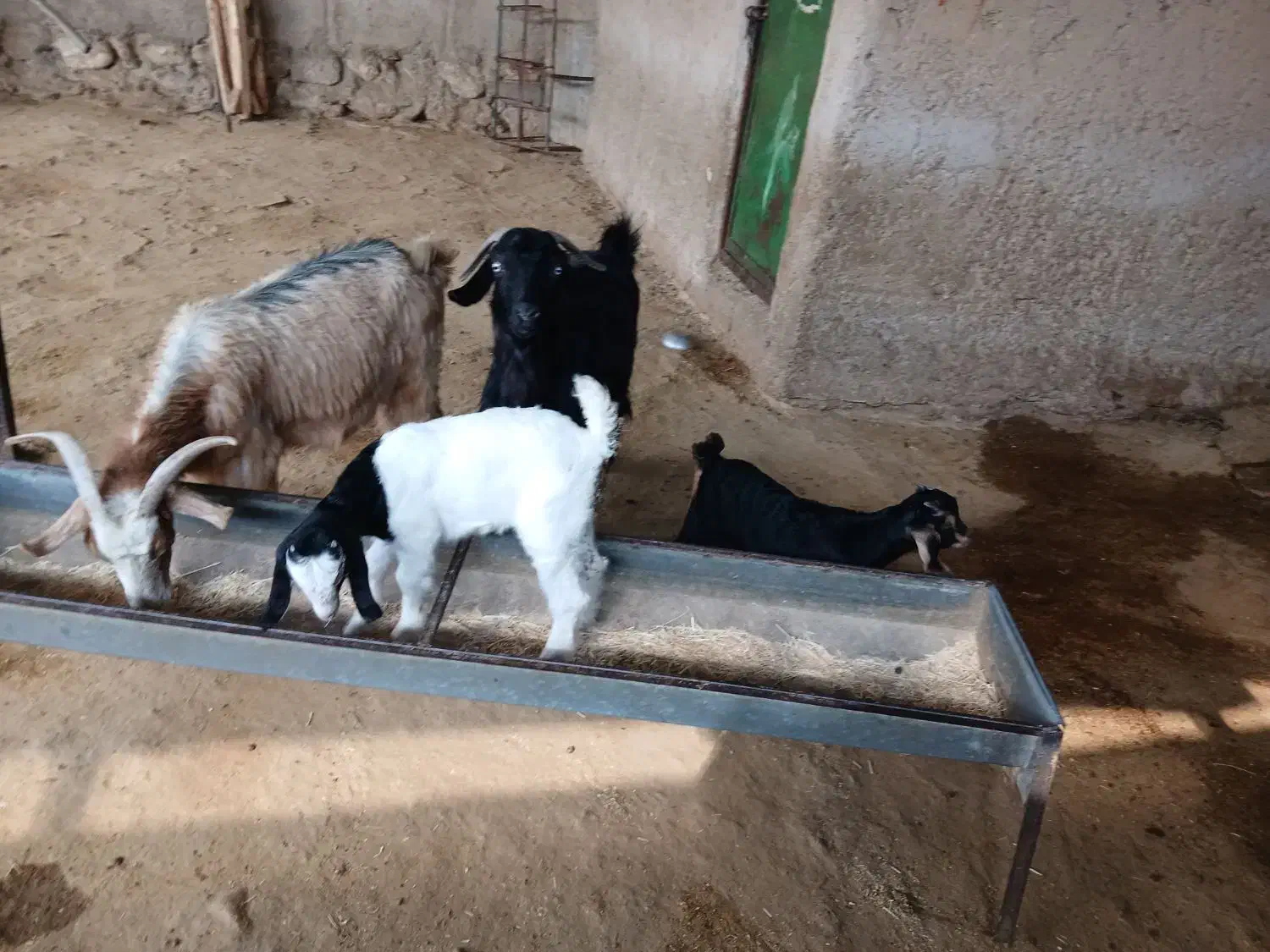 بزداشتی|حیوانات مزرعه|مهران (ایلام), |دیوار