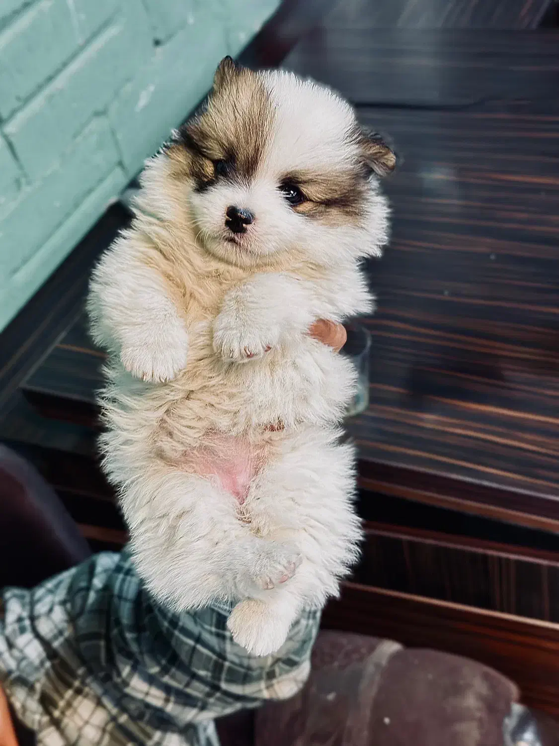 سگ خانگی نژاد پامر|سگ|پیرانشهر, |دیوار