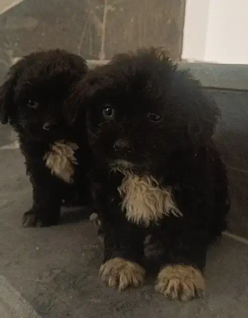 سگ پاکوتاه|سگ|قم, علی آباد سعدگان|دیوار