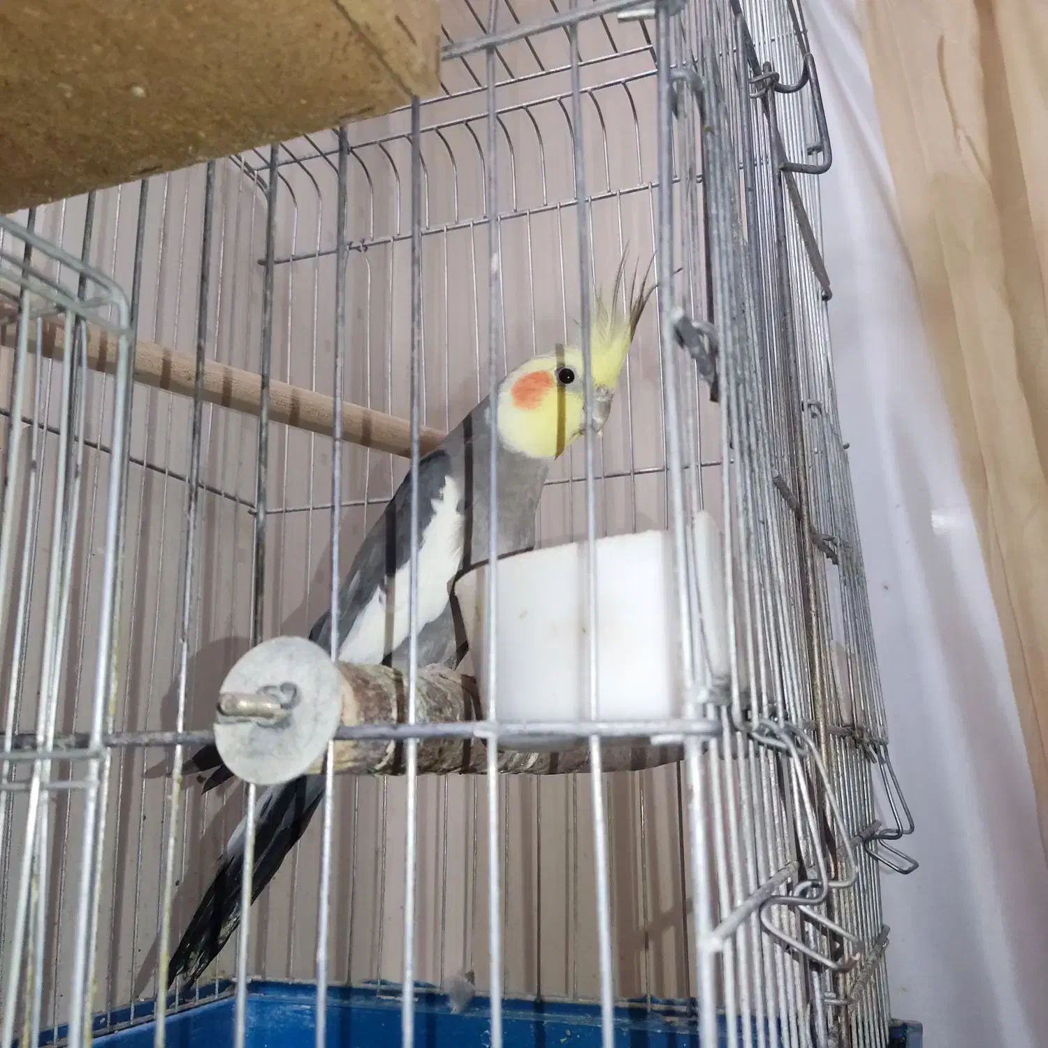 عروس هلندی با جوجه|پرنده|پیشوا, |دیوار