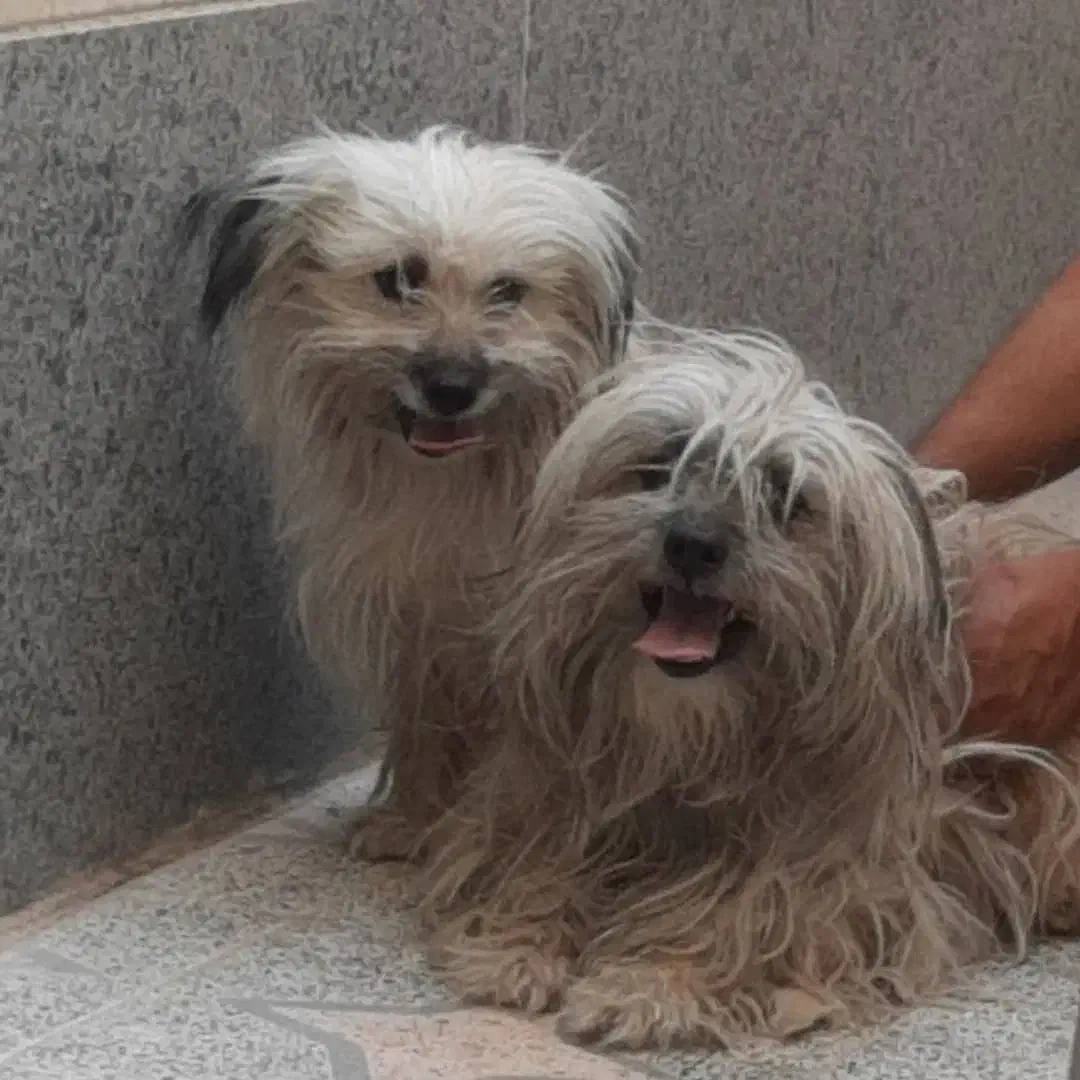 نرماده شیتزو|سگ|کرمان, |دیوار