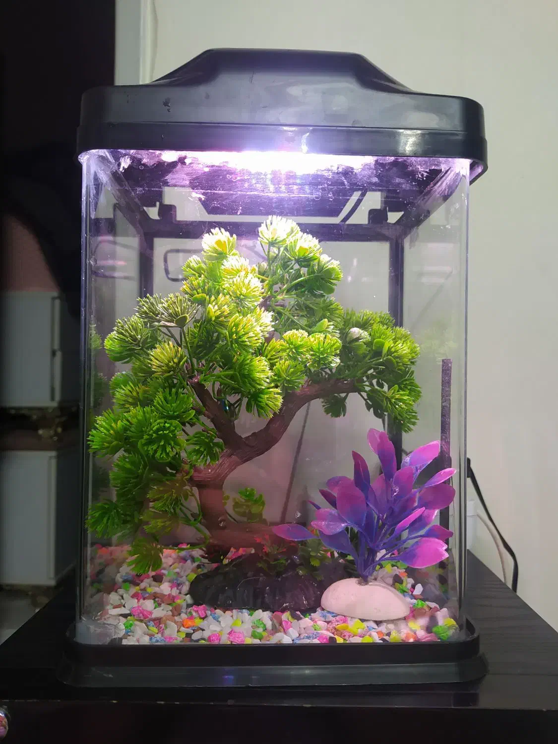 اکواریوم شرکتیه|ماهی|قزوین, |دیوار