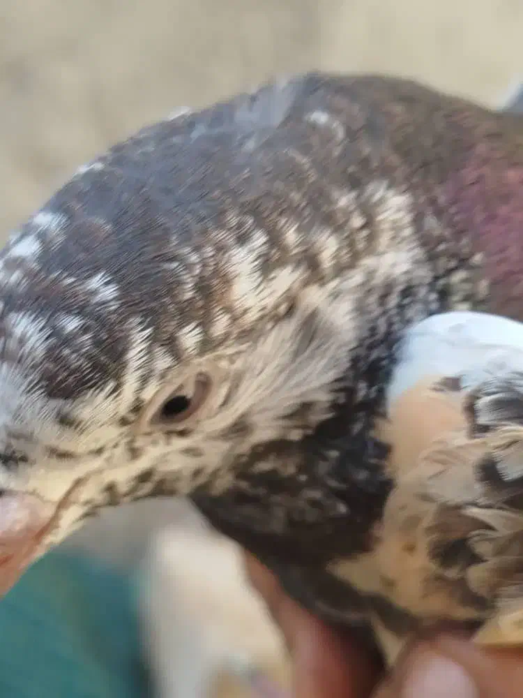 کبوتر|پرنده|دامن, |دیوار