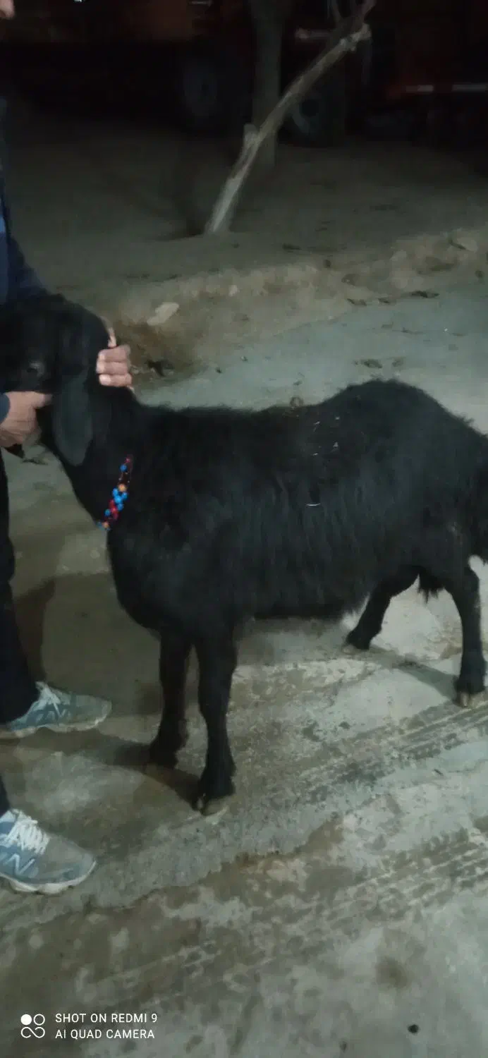 بره قوچ|حیوانات مزرعه|سجاس رود, |دیوار