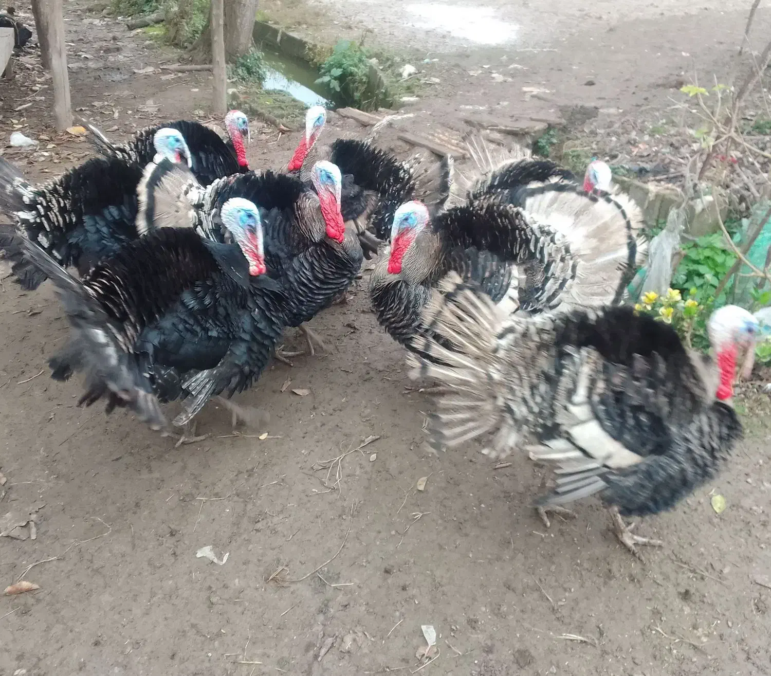 تعدادی بوقلمون به فروش میرسد|حیوانات مزرعه|خشکبیجار, |دیوار