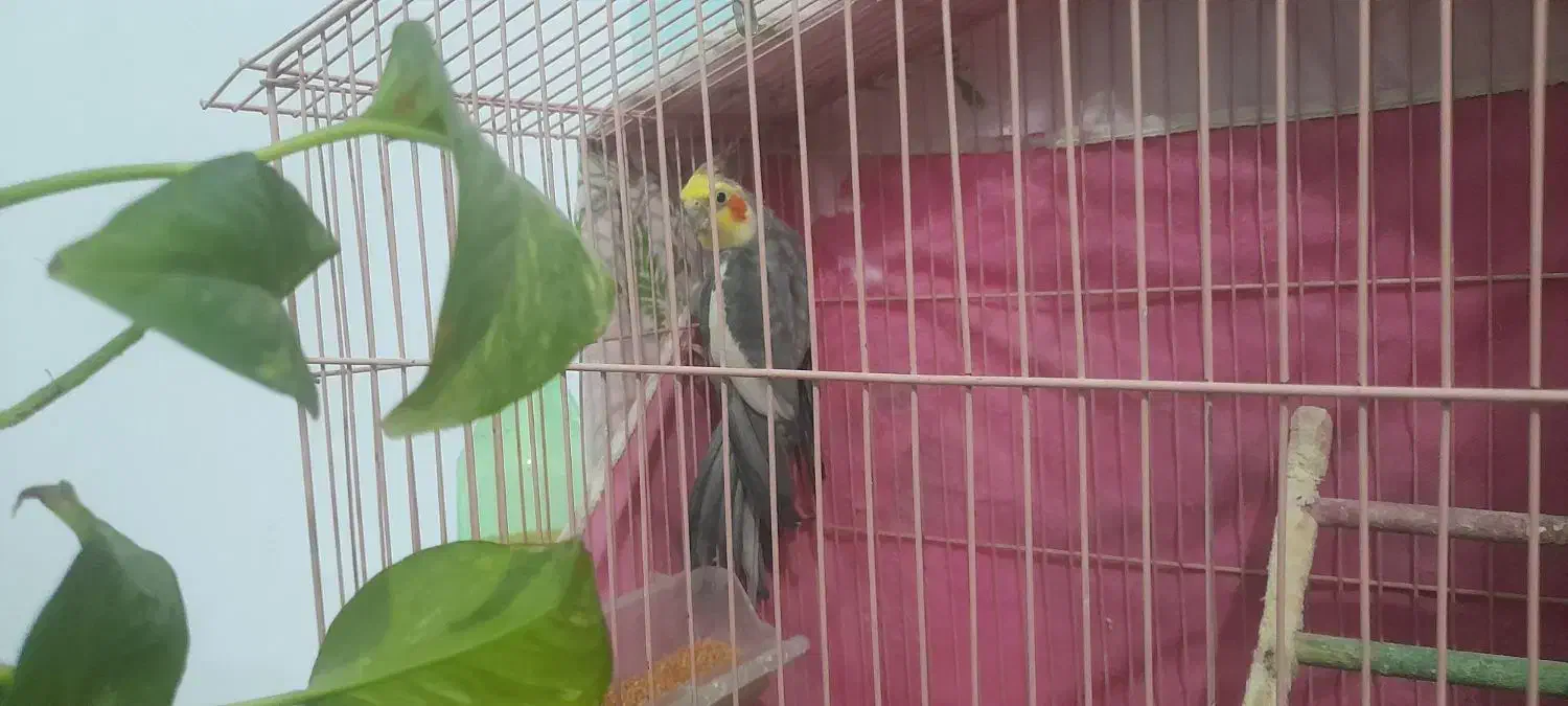 عروس هلندی سخنگو|پرنده|ابریشم, |دیوار