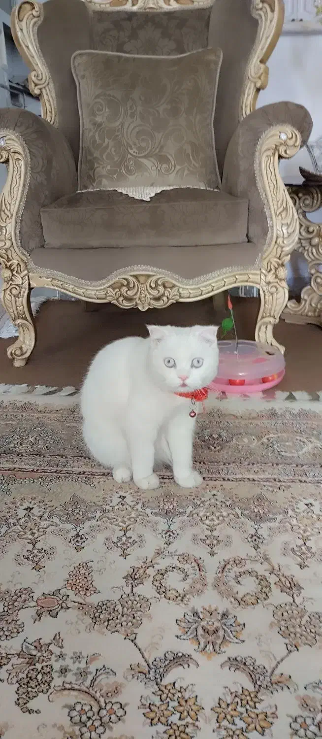 واگذاری گربه اسکاتیش|گربه|سقز, |دیوار