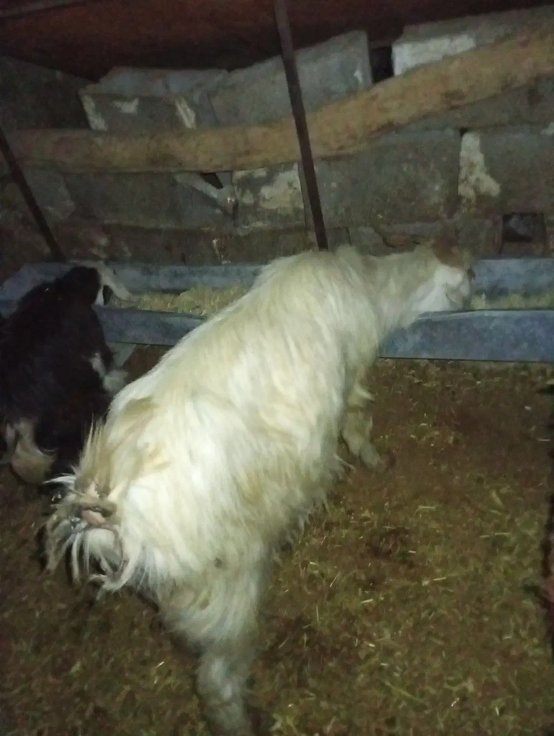 برو بزغاله فروشی|حیوانات مزرعه|دورود, |دیوار