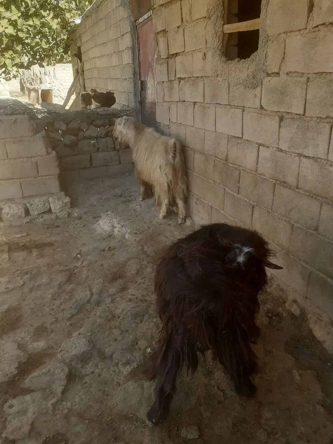 بز نر ساورین|حیوانات مزرعه|چرداول, |دیوار