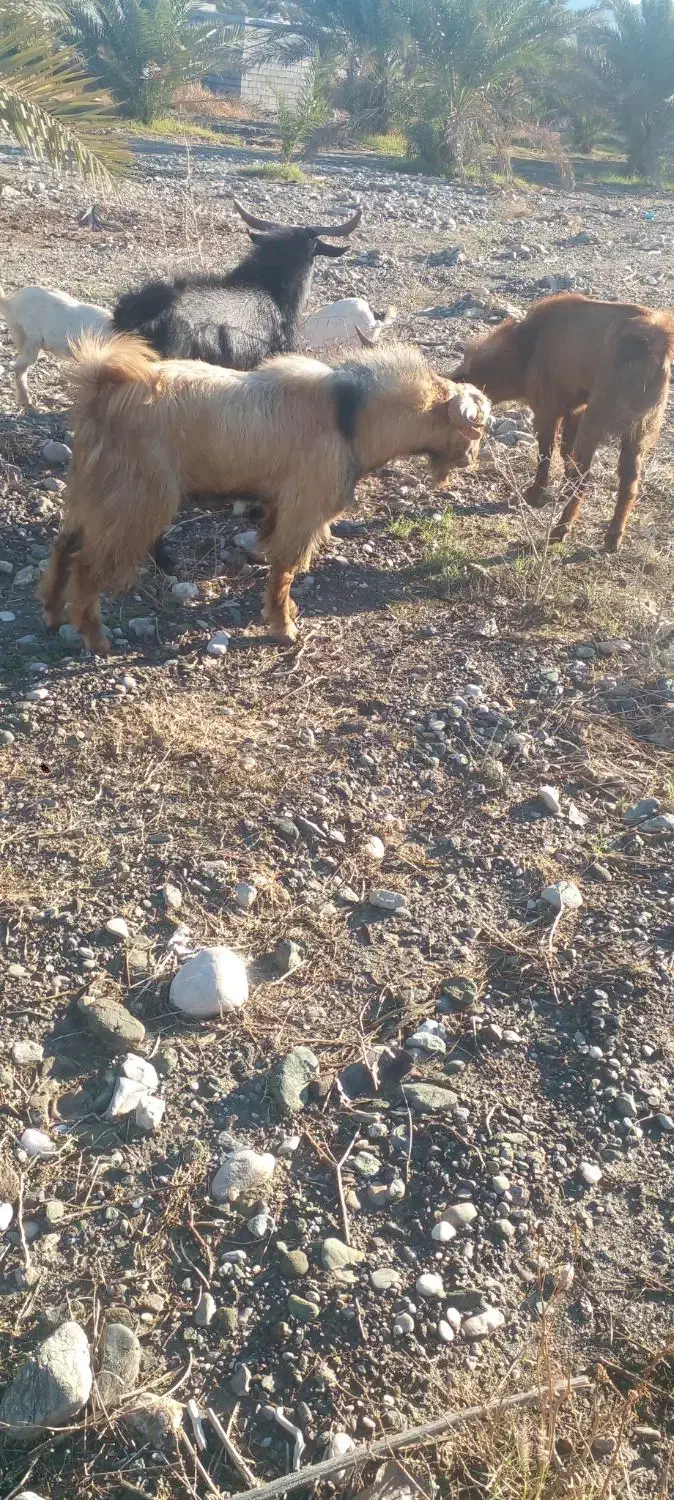 ۲ عدد بز نرو یه نری بزرگ|حیوانات مزرعه|رودان, |دیوار