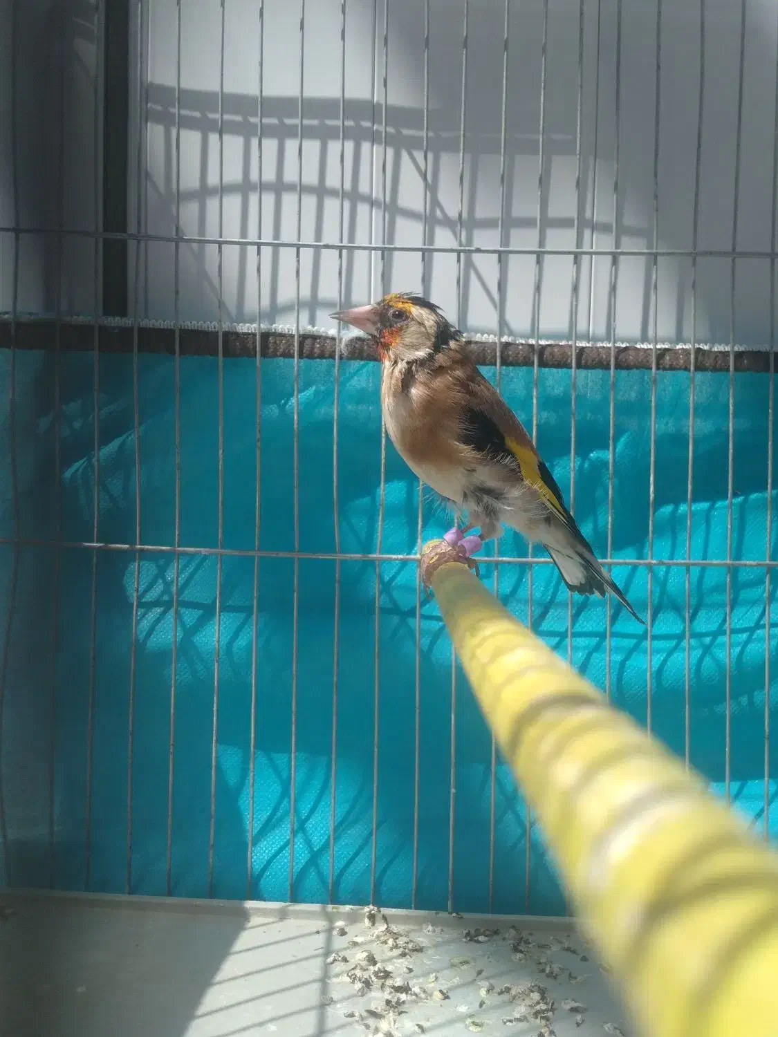 سهره متولدقفس|پرنده|آذرشهر, |دیوار