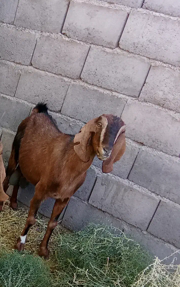 بز دورگ آلپاین|حیوانات مزرعه|بجستان, |دیوار