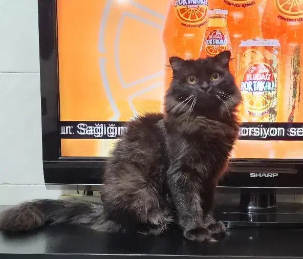 گربه پرشین بلک|گربه|ماهدشت, |دیوار