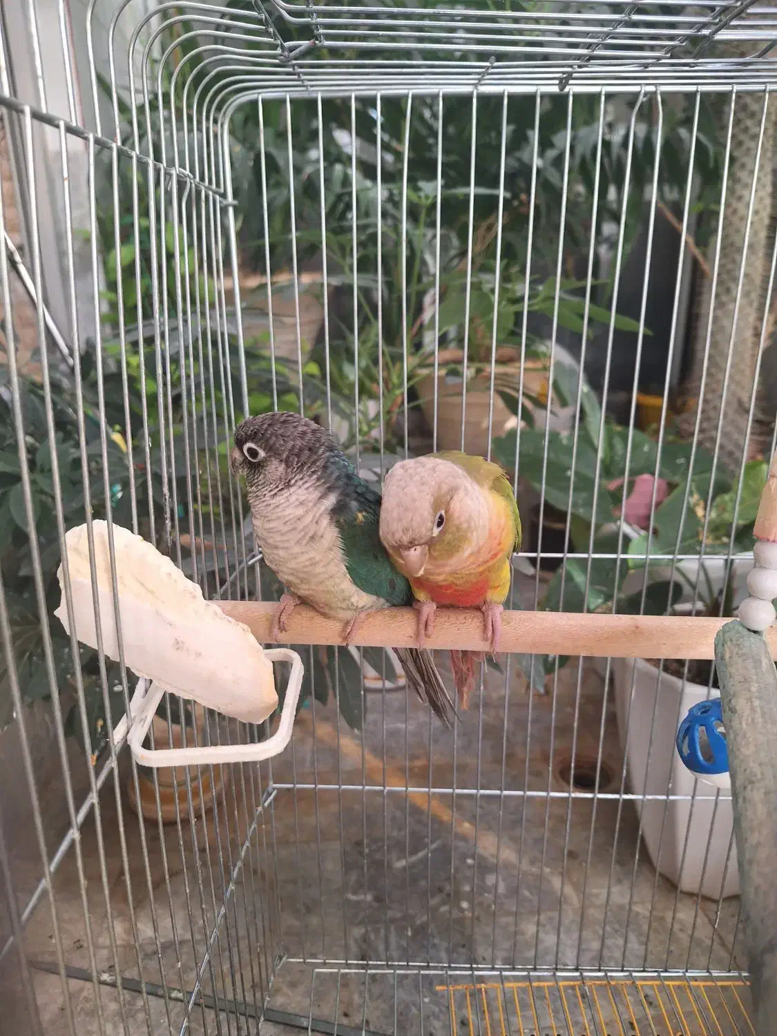 دو عددگرینچیک|پرنده|یزد, |دیوار