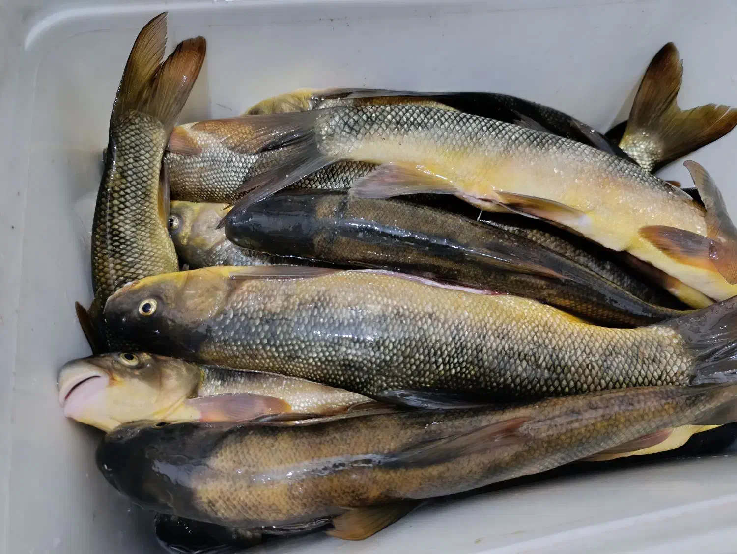 ماهی بزرگ و تازه|ماهی|دورود, |دیوار