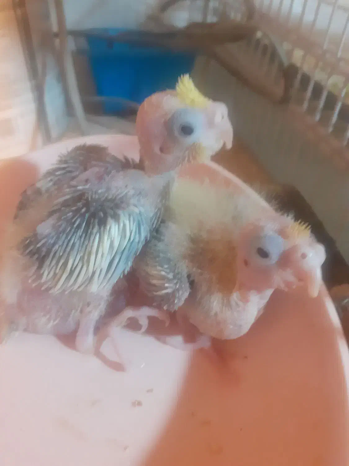 جوجه ۱۰ روز ه|پرنده|تربتحیدریه, حسنی بالا|دیوار