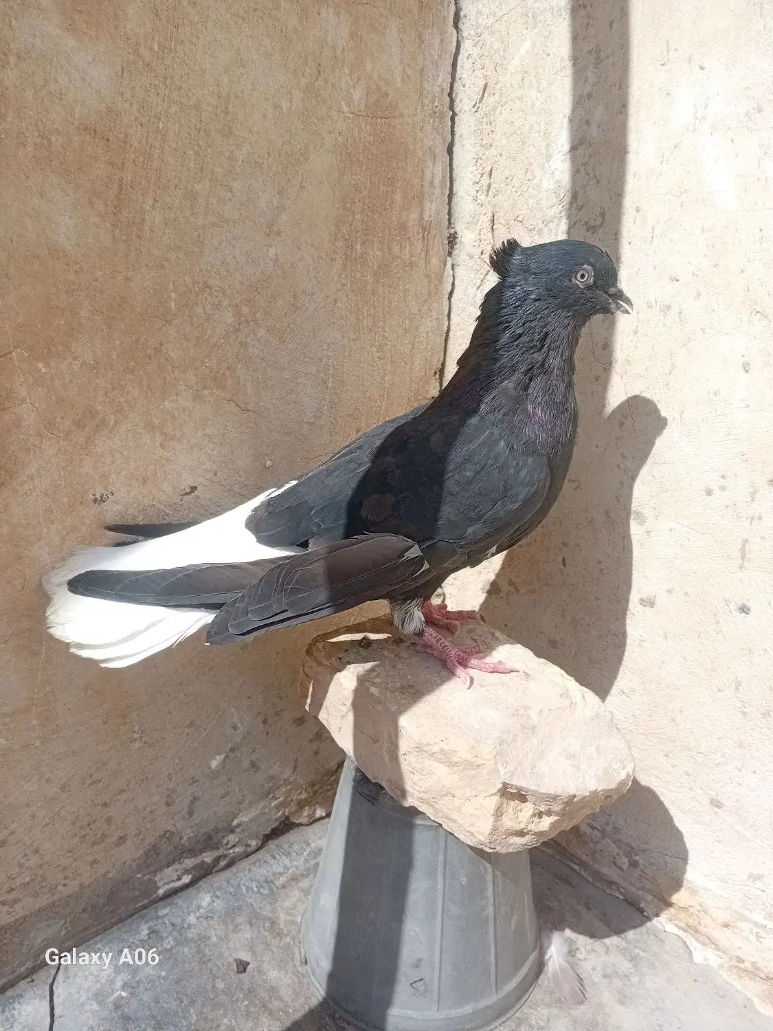 رنگی شهرستانی|پرنده|مسجد سلیمان, |دیوار