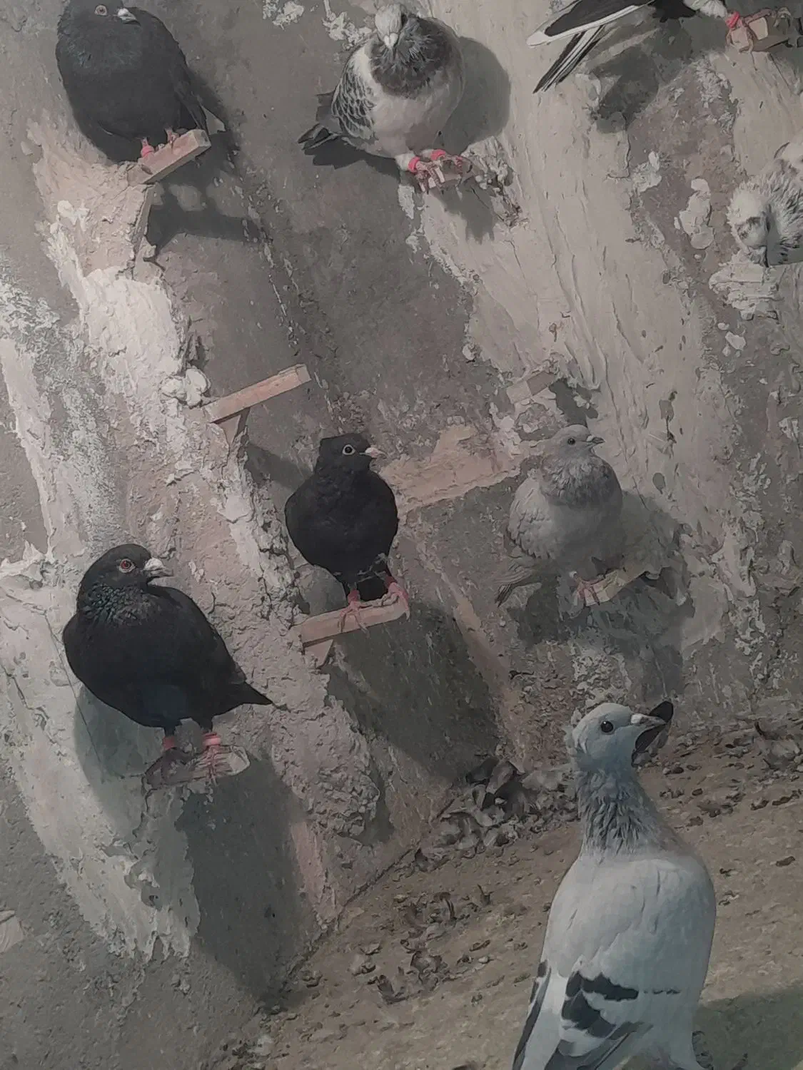 کبوتر نر سوراخ|پرنده|نگار, |دیوار