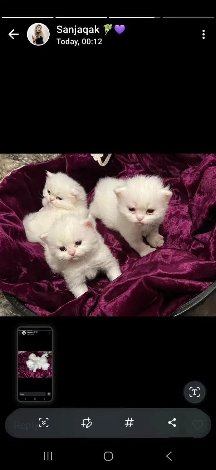 Persian Cat|گربه|تهران, جنت‌آباد جنوبی|دیوار