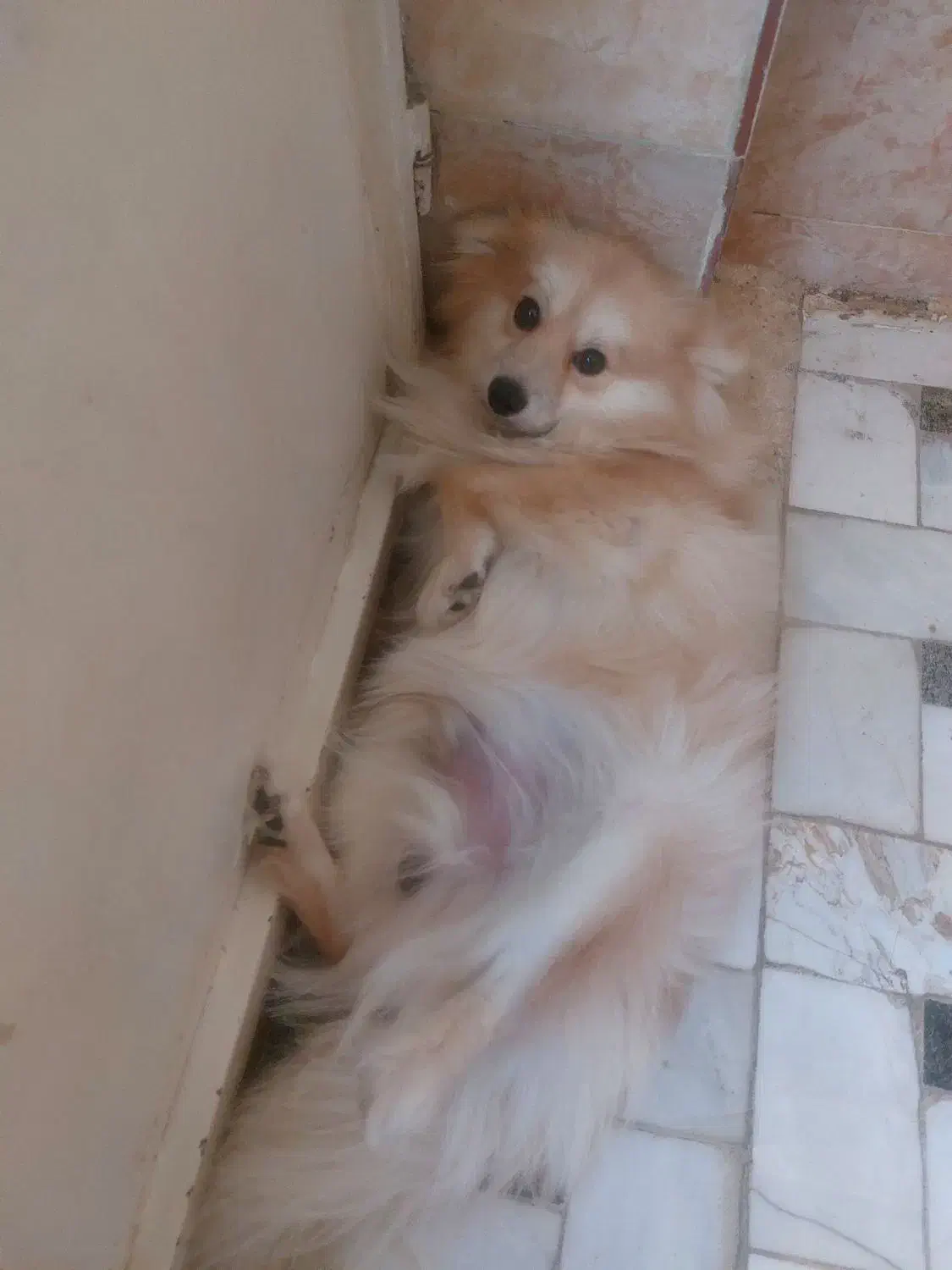 پت بازیگوش و خوشگل روباهی|سگ|قم, دروازه ری|دیوار