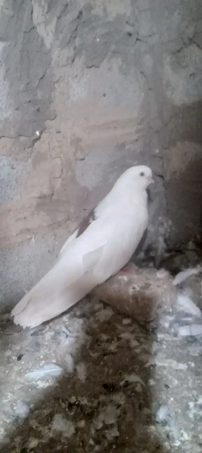 پشت خال سرخ نر|پرنده|گنبد کاووس, |دیوار