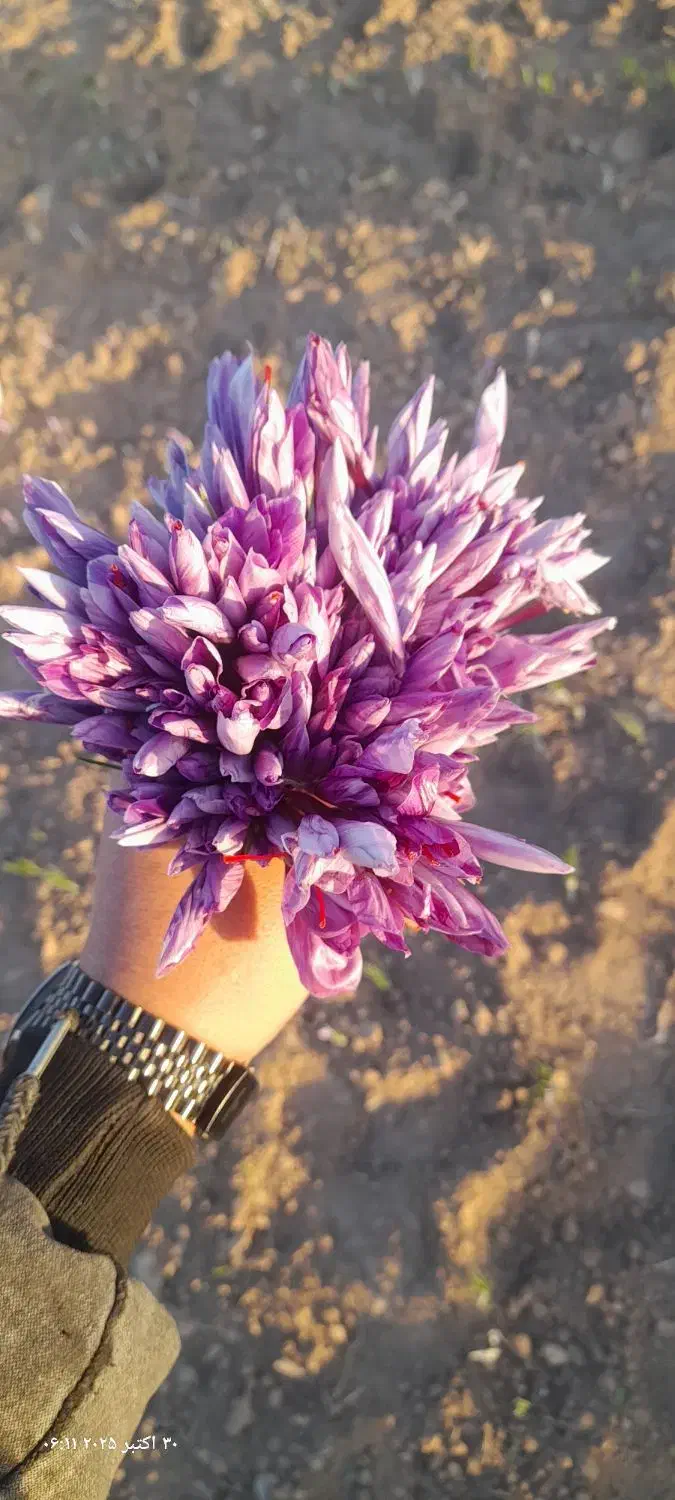 نگین پرسی|خوردنی و آشامیدنی|سلیمان, |دیوار