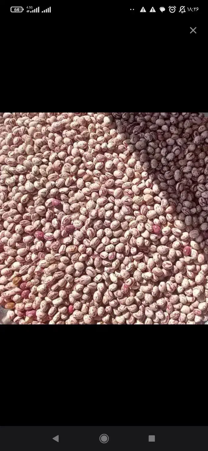 لوبیا چیتی|خوردنی و آشامیدنی|زنجان, |دیوار