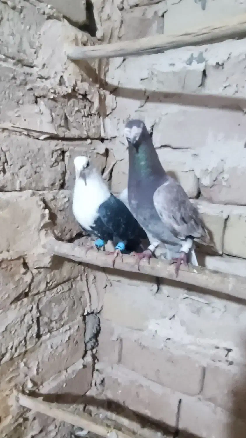 گرفتنی|پرنده|نیشابور, مازول|دیوار